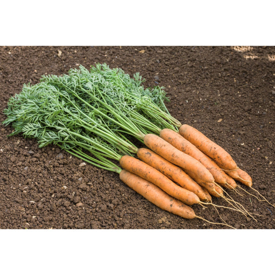 Image Title CARROT; Fine